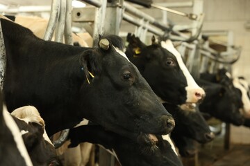 Cute cows near fence inside cowshed in dairy farm