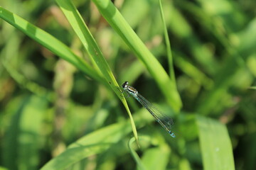 Coenagrion puella aka azure damselfly mating on the leaf above the pond. Lovely colorful damselflies in Czech republic nature. Male and female. 
