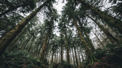 Fototapeta premium Tall evergreen trees reaching for the overcast sky in a dense forest