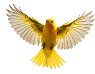  Yellow Bird in Mid-Flight with Wings Spread, Isolated Transparent Background PNG