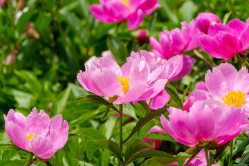 満開に咲く鮮やかな芍薬の花