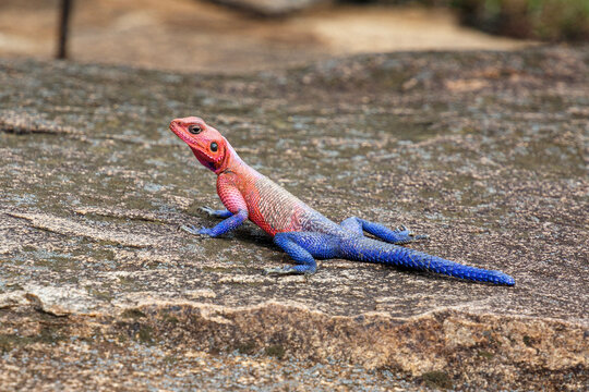 Mwanza flat-headed rock agama, african lizard