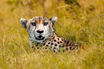 cheetah in the savannah