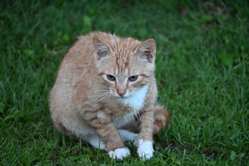 A red wet cat sits in the green grass and washes