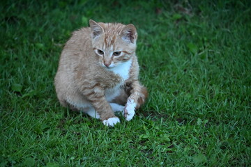 A red wet cat sits in the green grass and washes