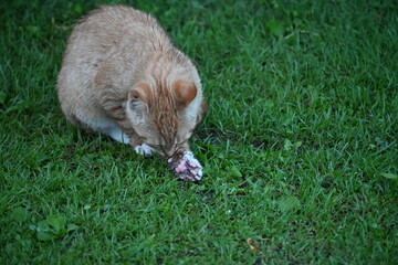 A red wet cat sits in the green grass and washes