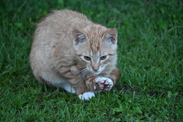 A red wet cat sits in the green grass and washes