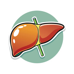 Detailed illustration of a human liver, showcasing its anatomy and internal structure for educational purposes.