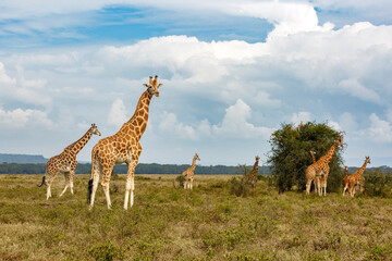 giraffe in the wild