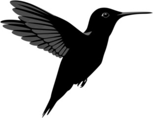 Fototapeta premium hummingbird in flight 