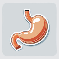 Detailed anatomical illustration of a human stomach, highlighting its structure and function within the digestive system.