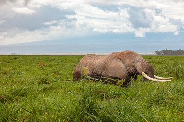 Naklejka premium elephant in the wild
