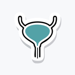 Illustration of the human urinary bladder, showing its anatomical structure and function.