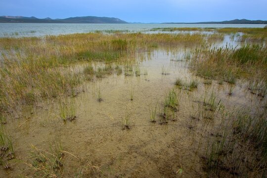 Wetland on the shore of Lake Vrana (Vransko jezero), Pako&scaron;tane, Dalmatia, Croatia