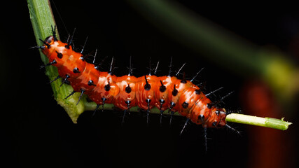 A fritillary caterpillar traverses a passionflower searching for a place to eat
