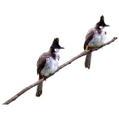 Close-up of a Red-whiskered Bulbul, a colorful bird with a distinctive beak, perched on a branch in nature.