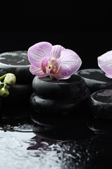 Beautiful orchid flower with water drops, buds and spa stones on dark surface against black background