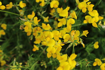 Yellow flower on a meadow
