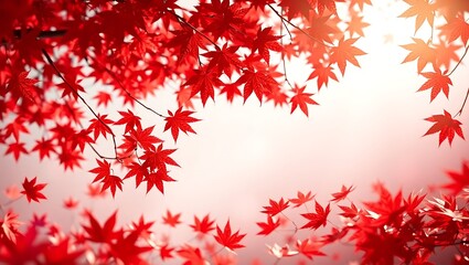  civic day holiday of red maple leaves background with copy space illustration