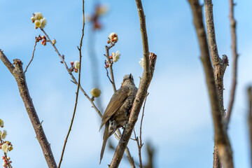 梅の花とヒヨドリの春景色