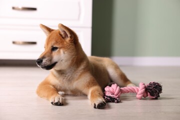 Cute Shiba Inu puppy with chew toy on floor at home
