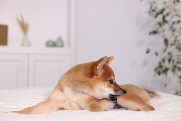 Cute Shiba Inu puppy lying on bed at home