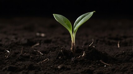 Young seedling emerging from soil on simple studio background, macro shot, photorealistic detail.