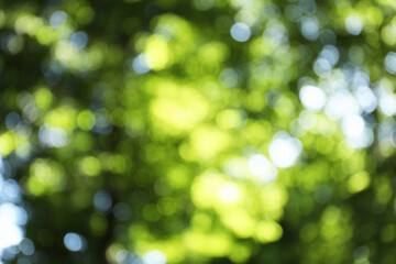 Obraz premium Blurred view of tree with green leaves