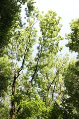 Beautiful trees with green leaves growing under blue sky, low angle view