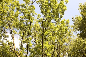 Beautiful trees with green leaves growing under blue sky, low angle view