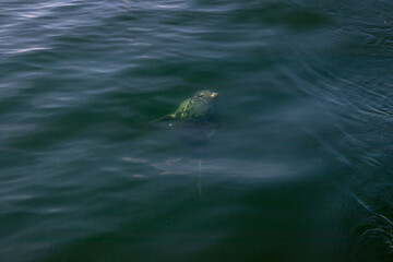 Seal swimming in the Baltic Sea near Finland. Wild marine animal in natural habitat, symbol of Arctic wildlife, ecology, biodiversity and fragile marine ecosystem of northern Europe
