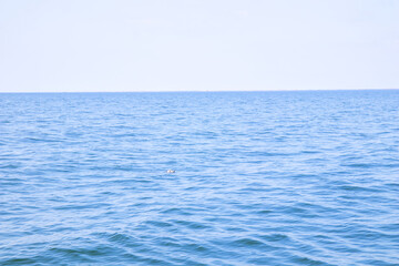 Seal swimming in the Baltic Sea near Finland. Wild marine animal in natural habitat, symbol of Arctic wildlife, ecology, biodiversity and fragile marine ecosystem of northern Europe