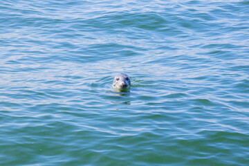 Seal swimming in the Baltic Sea near Finland. Wild marine animal in natural habitat, symbol of Arctic wildlife, ecology, biodiversity and fragile marine ecosystem of northern Europe