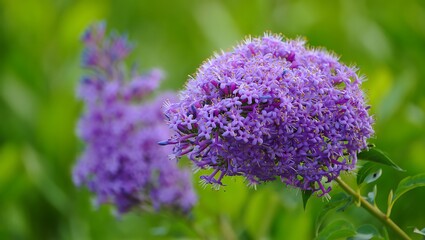 Obraz premium Vibrant purple flowers