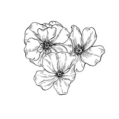 Obraz premium Monochrome three blooming flower head vector isolated illustration. Wild poppy bouquet etching drawing. Floral composition for herbal product packaging, valentine day invitations, vintage design