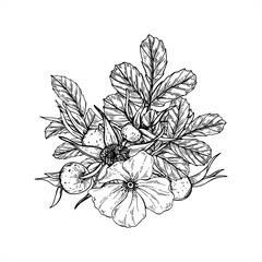 Blooming rosehip bush vector isolated illustration painted by black inks. Wild dog rose flowers, berries and leaves bouquet graphic sketch for herbal medicine packaging, greeting card, invitation