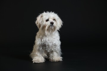 Cute white Maltese dog on black background