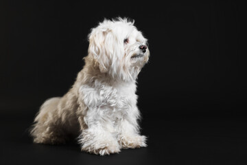 Cute white Maltese dog on black background, space for text