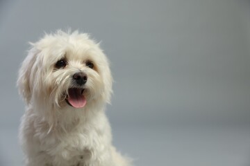 Cute white Maltese dog on light grey background, space for text