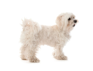 Cute Maltese dog on white background. Adorable pet