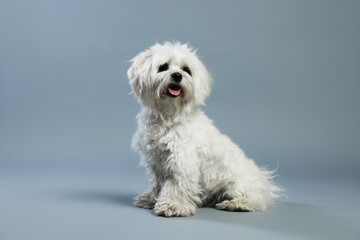 Cute white Maltese dog on light grey background