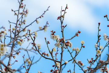 青空に映える白梅の花とつぼみ