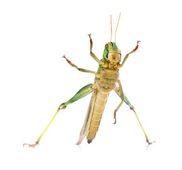 One locust on white background. Wild insect