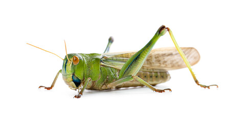 One locust on white background. Wild insect