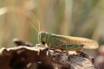 One locust on snag against blurred background, closeup. Space for text