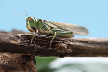 One locust on branch outdoors, closeup. Wild insect