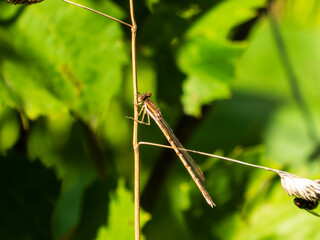 Dragonfly Resting on a Dry Grass Blade.