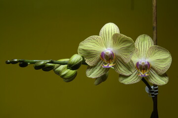 Yellow green orchid flowers blooming indoors on dark background
