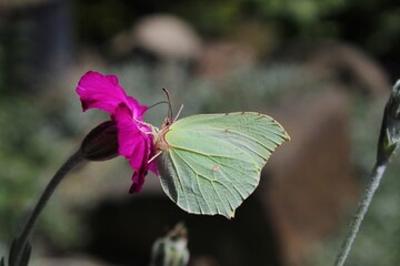 Common Brimstone - Gonepteryx rhamni, beautiful yellow butterfly from European gardens and meadows, Czech Republic. Common Brimstone pollinating Rose campion flower
