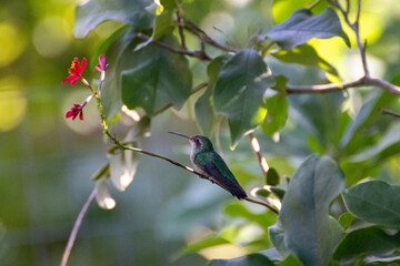 Picaflor verde en una rama